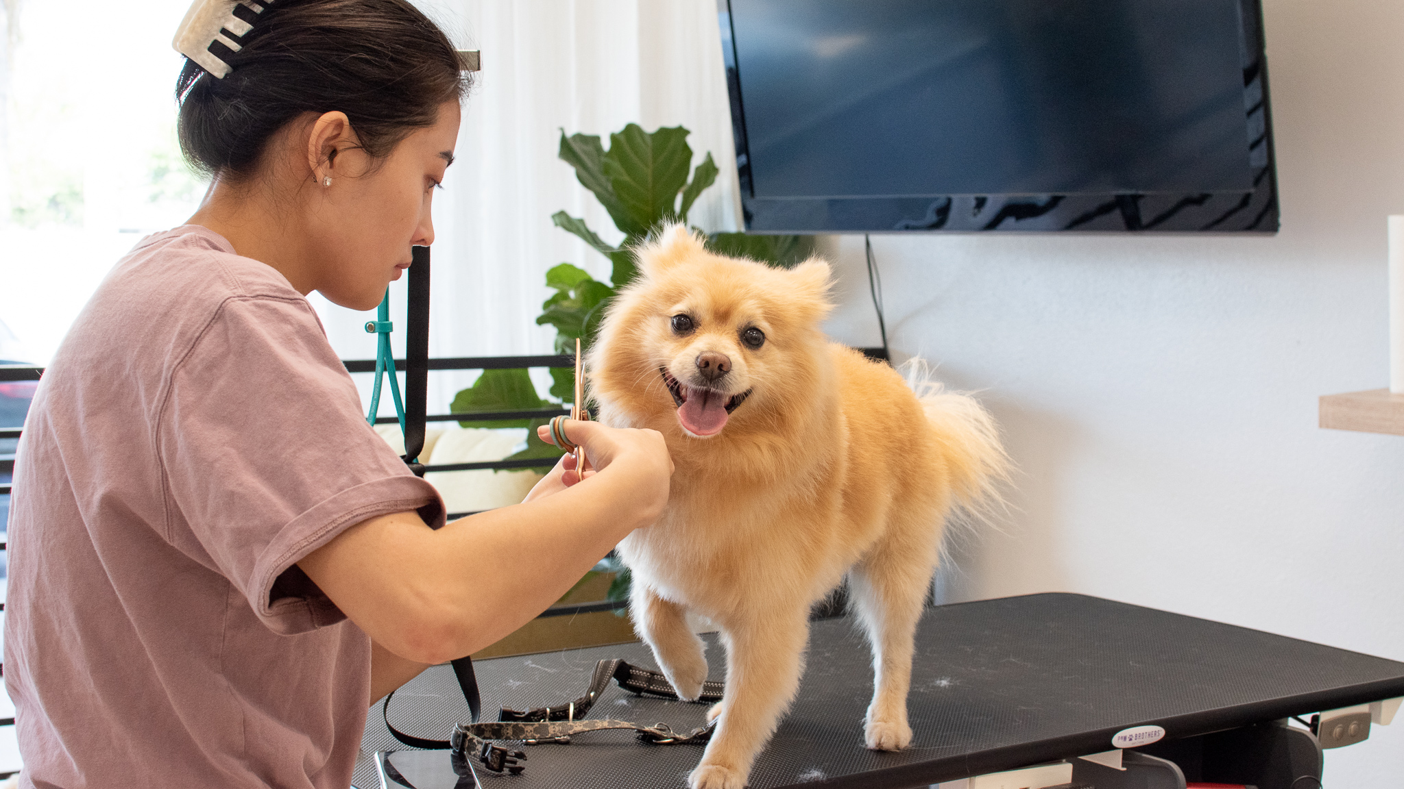 Grooming Your Dog in The Winter