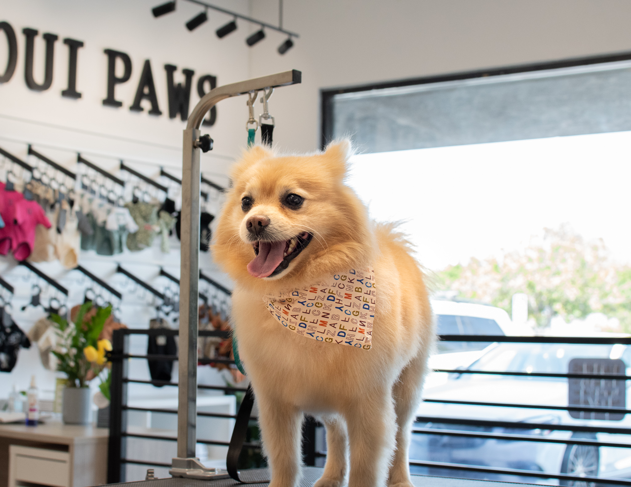Pomeranian Grooming Huntington-beach