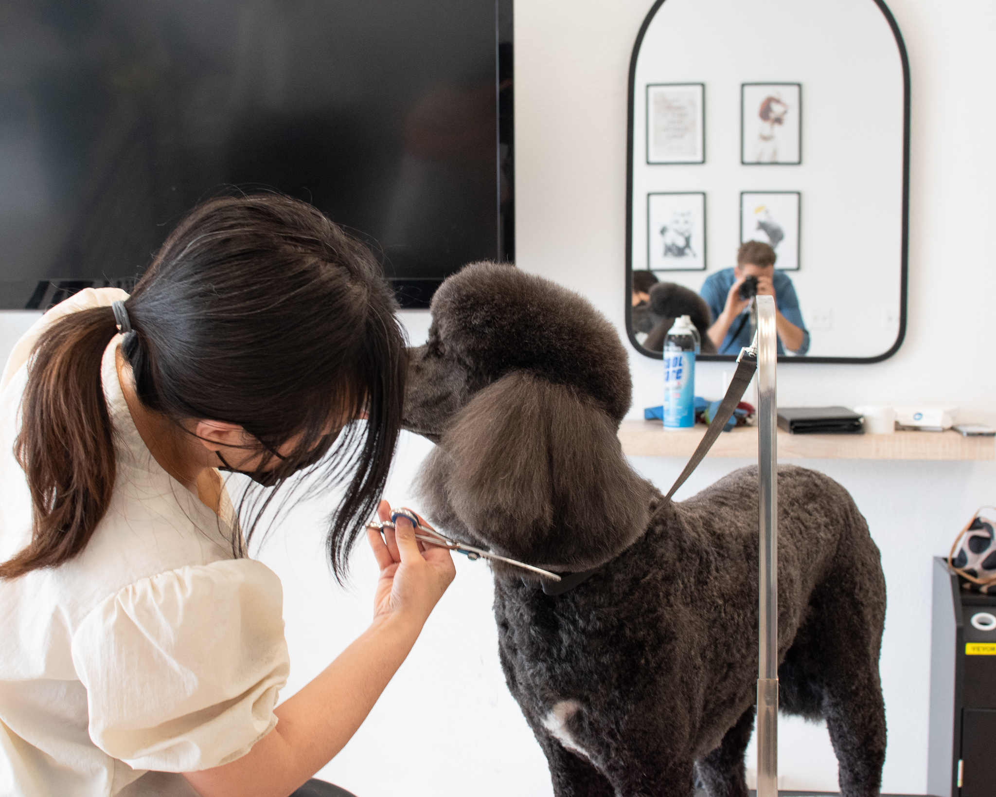 6 Most-Loved Dog Grooming Styles or Cuts in Huntington Beach