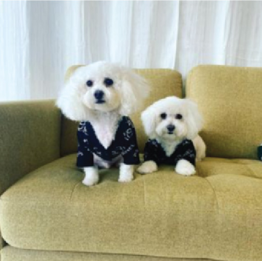 Health Benefits Of Dog Grooming Huntington Beach